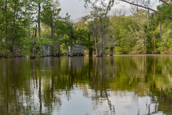 Honey Island Swamp